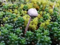 Stuifballen [Tulostoma]